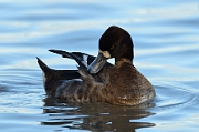 Lesser scaup
